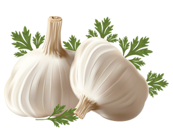 Garlic